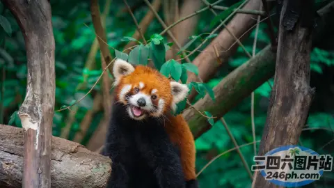 有一只小熊猫坐在树枝上，张着嘴巴