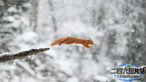 有一只松鼠在雪地里跳过树枝