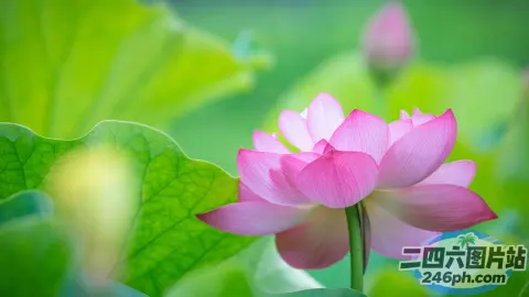 Arafed 粉红色的花朵，背景是绿叶