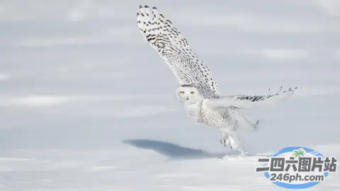 雪白的鸟儿张开翅膀在空中飞翔
