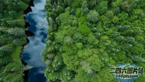 一条河流穿过郁郁葱葱的绿色森林的美景